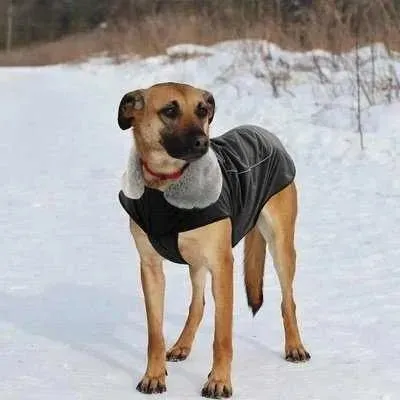 Royal Paws Winter Elegance Waterproof Dog Jacket